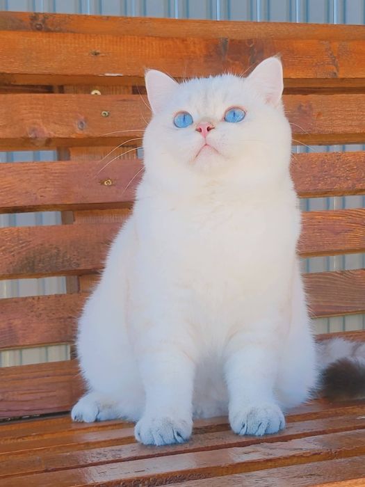 Baiat british shorthair