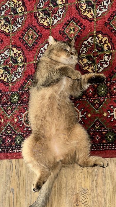 Скоттиш страйт сотилади