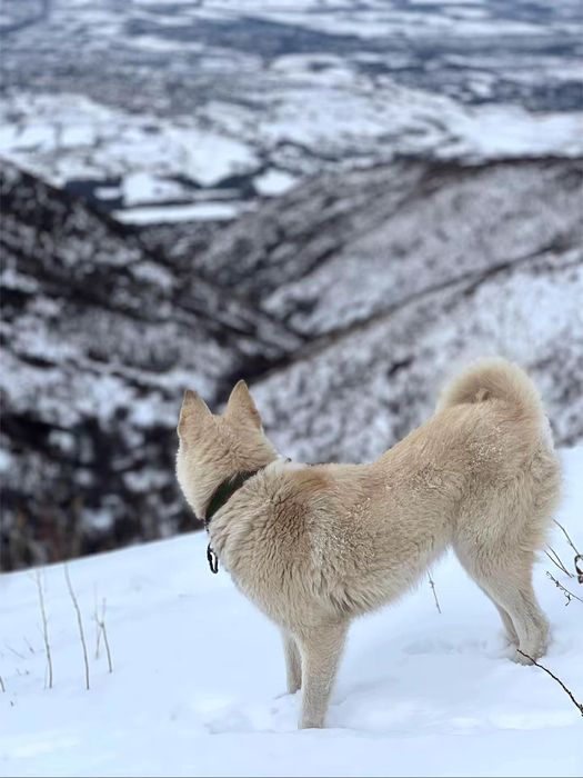 продам лайку сучка