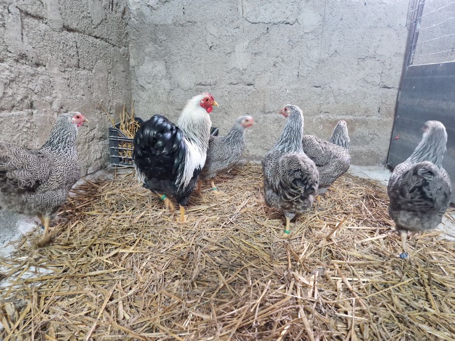 Wyandotte pitic argintiu cu benzi duble