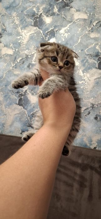 Шотландские вислоухие котята