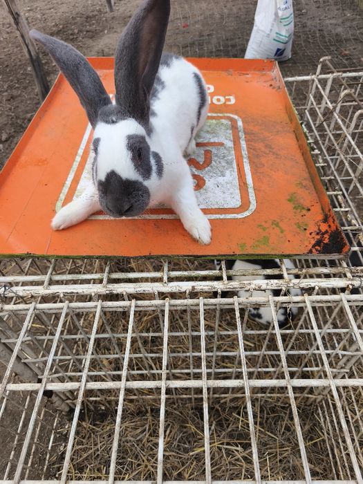 Vând masculi fluture