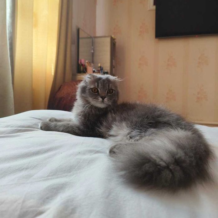 Scottish fold highland