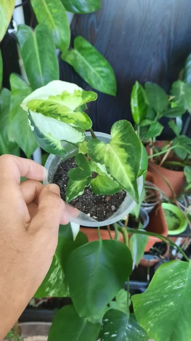 Сингониум разные