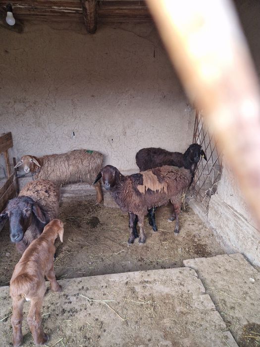 Продаётся бараны