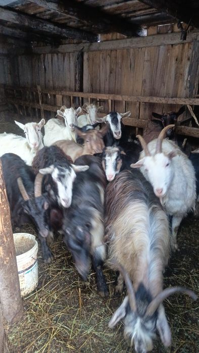 Vând/schimb cu oi 22 de capre