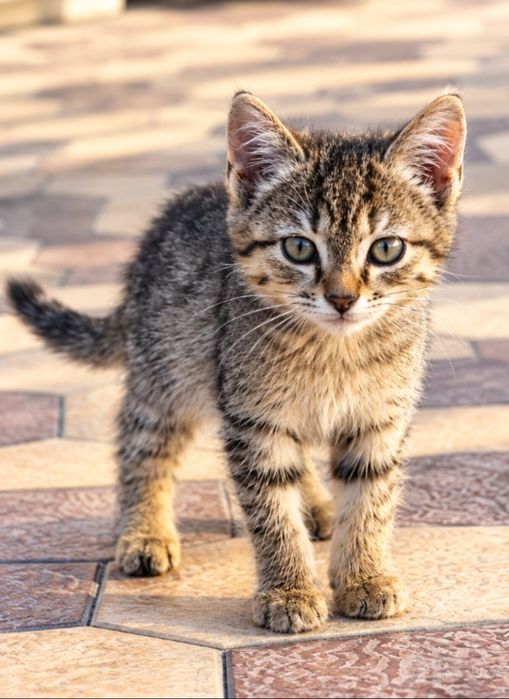 Котёнок (Mushukcha) бесплатно