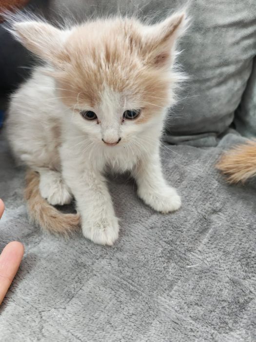 Котята ищут хозяев