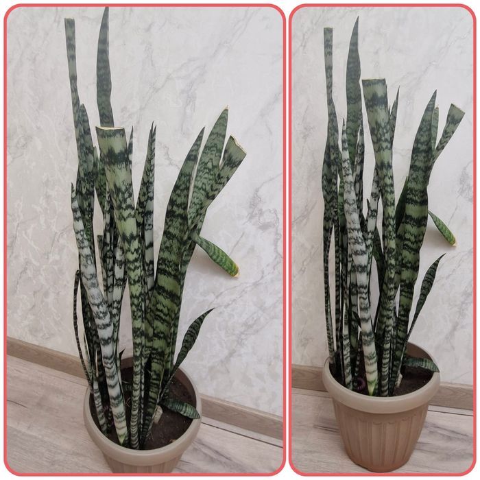 Комнатные домашние растения, в Бесагаше