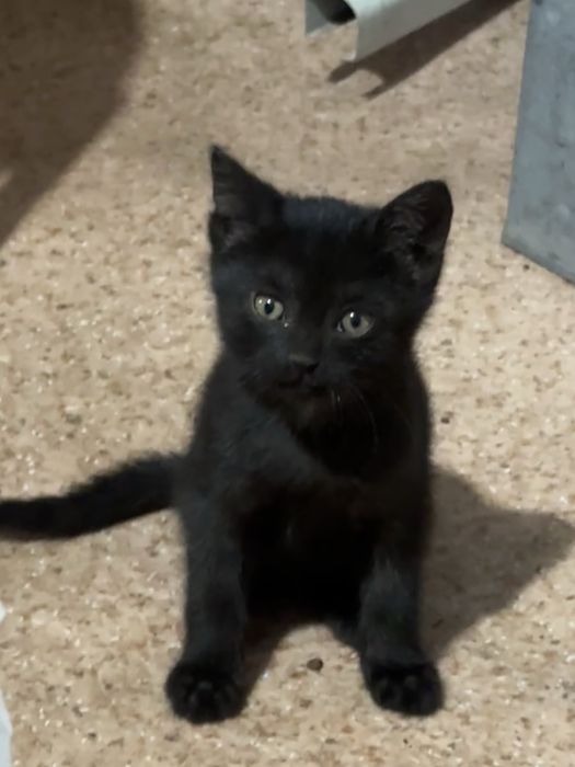 Котята бесплатно
