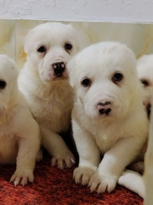 Щенки АЛАБАЙ продается