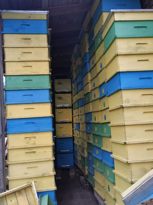 Продавам кошери даданблат 10 рамкови + магазини!