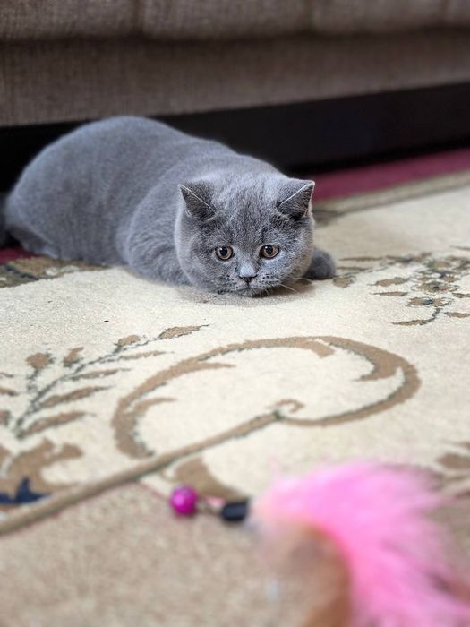 Шикарный Чистокровный британец мальчик