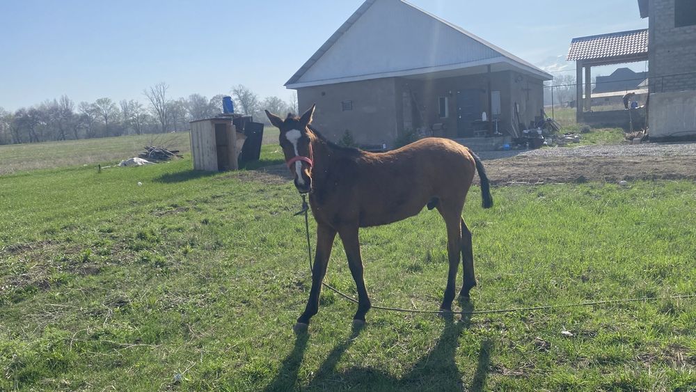 Жылқы (1 жас) тай еркек