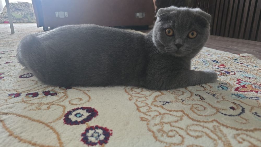 Кот британский вислоухи 4 месяца