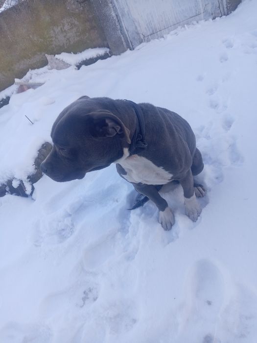 Продавам  Американски Питбул