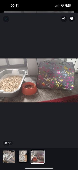 Котик шотладский отдам