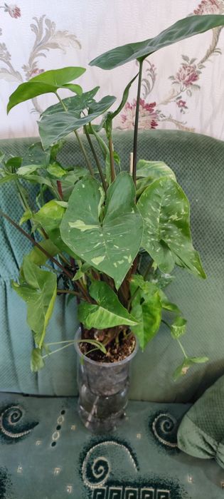 Сингониумы разных сортов