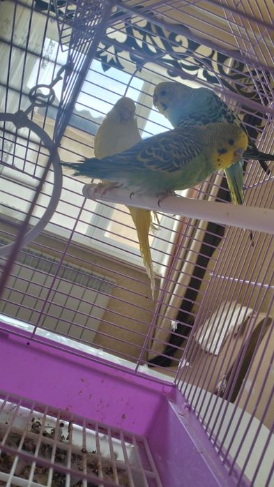 Папугай сатылады