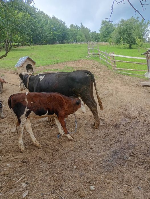 De vanzare vaca si vițel