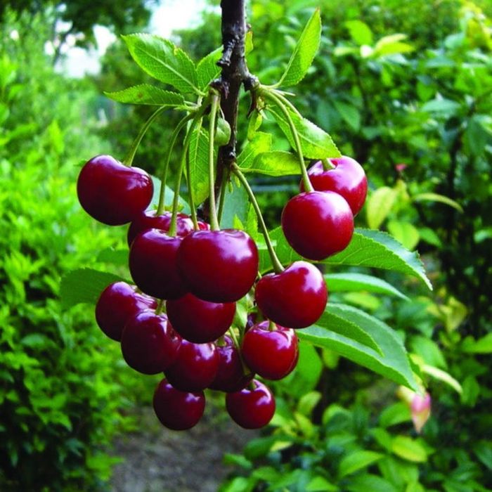 Саженцы вишня владимирская и ташкентская