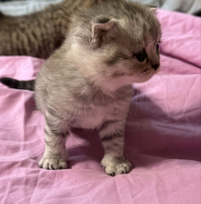 Шотландская кошечка