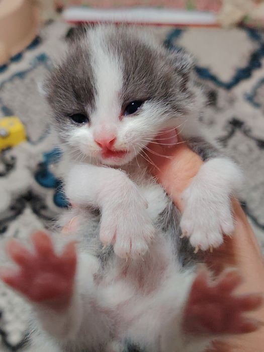 Mushuk bolalari sotiladi