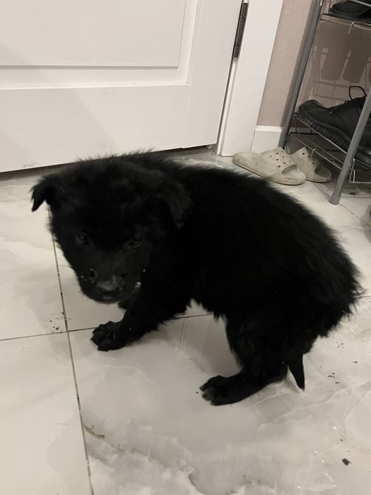 Щенки немечкой овчарки на продаже!