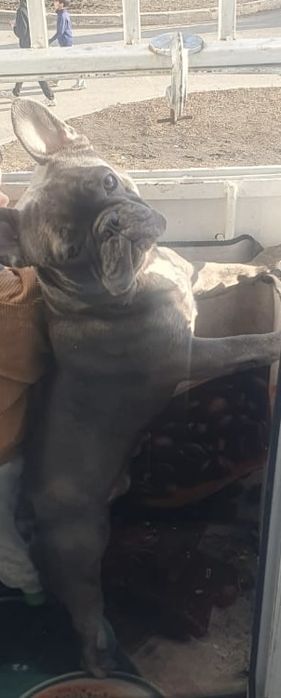 Продам француза 1,5года