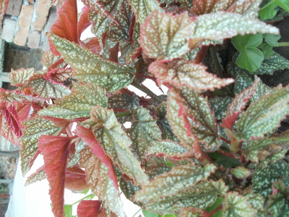 Продавам цветя бегонии Тамая - големи