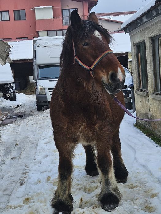 Vând iapă Ardeneză