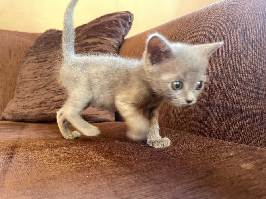 Британски котенца