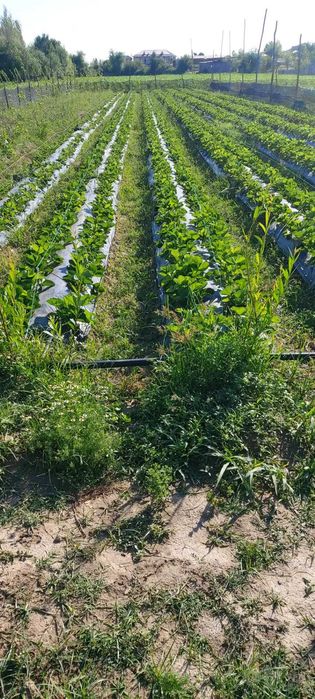 SHOSHILING Serxosil  MALGA VA ALBA navli qulibnay ko'chatlari
