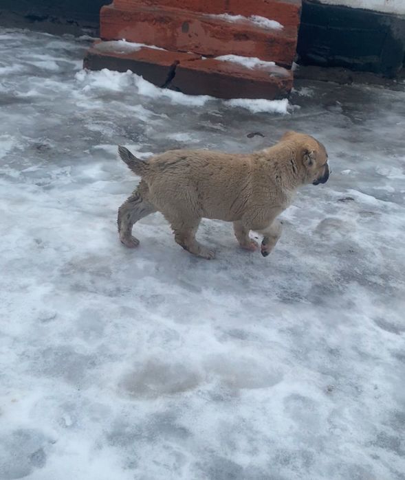 Алабаи сатлат обмер бар