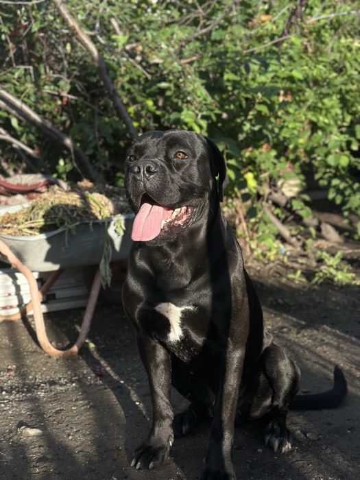 Кане корсо Вязка