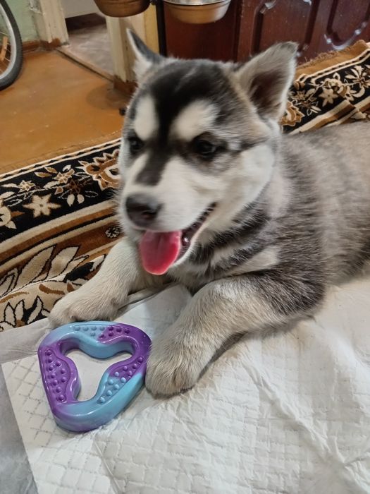 Продам щенка хаски