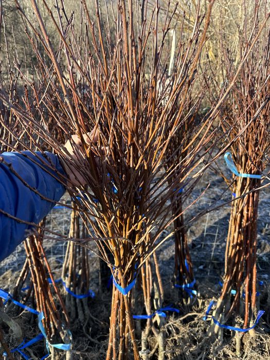 Pomi fructiferi de cea mai buna calitate