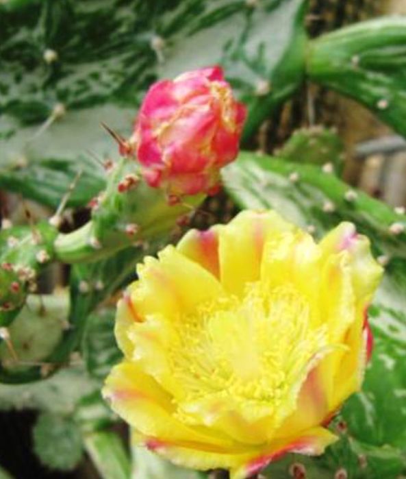 Продам кактусы и хавортию.