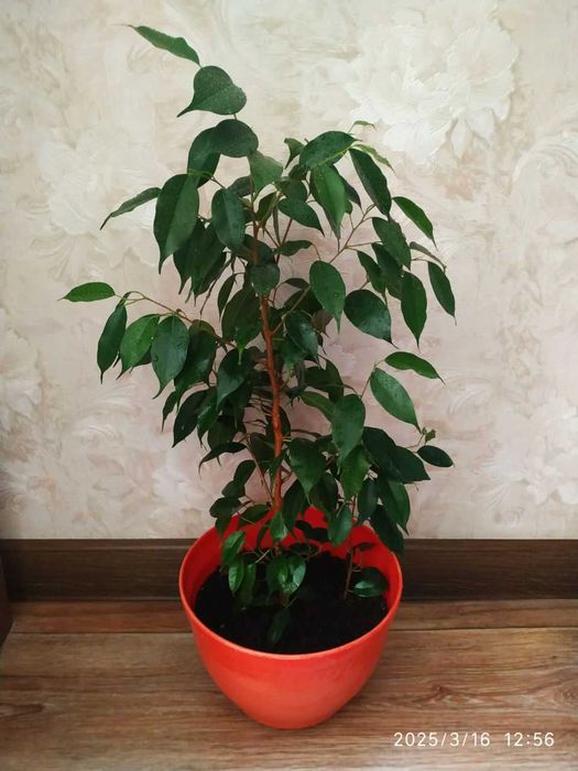 Фикус дерево Ficus