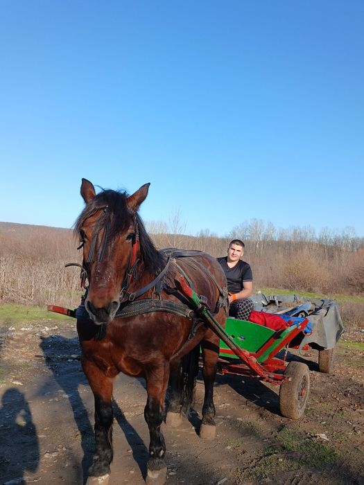 Se vinde iapa in vârsta de 8 ani