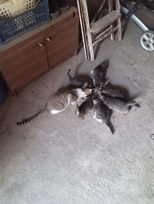 Котята хорошие чистоплотные
