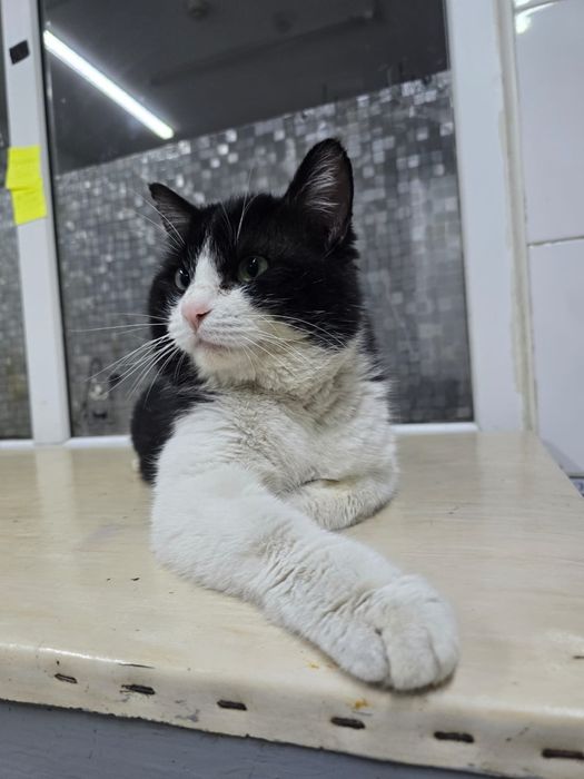 Большой  болтливый ласковый кот ищет дом!