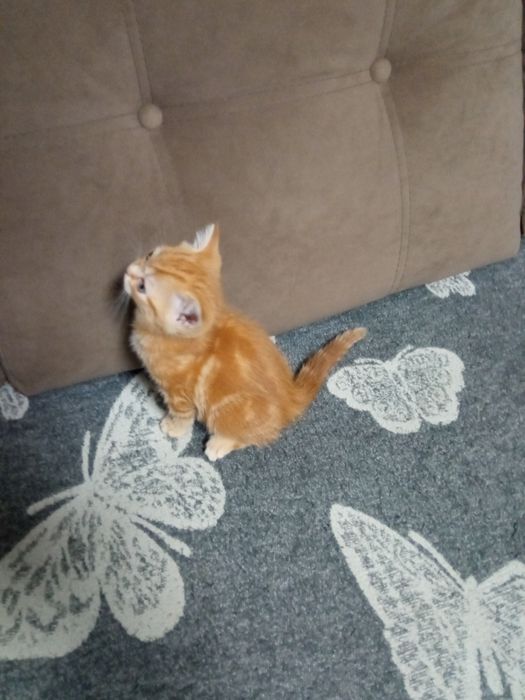 Продам британскую кошечку