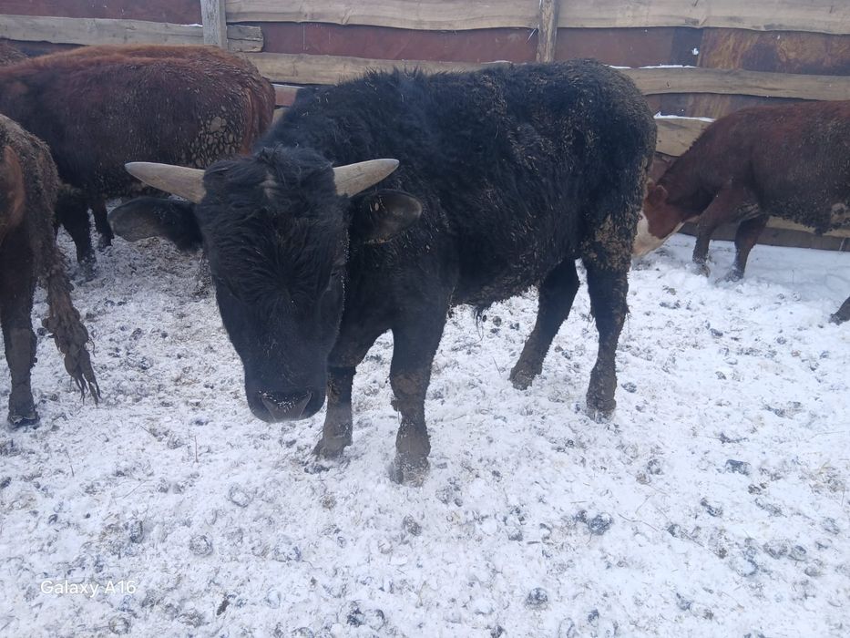 Продам быков оптом