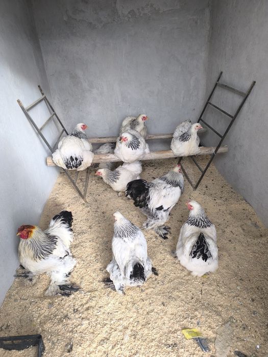 Тоза зоттор бромо тухимлари