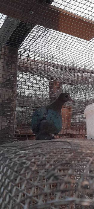 Продавам зеленокрили гугутки