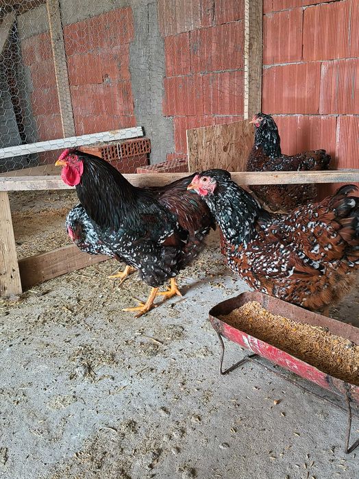 Vând ouă pentru incubat de wyandotte porțelan