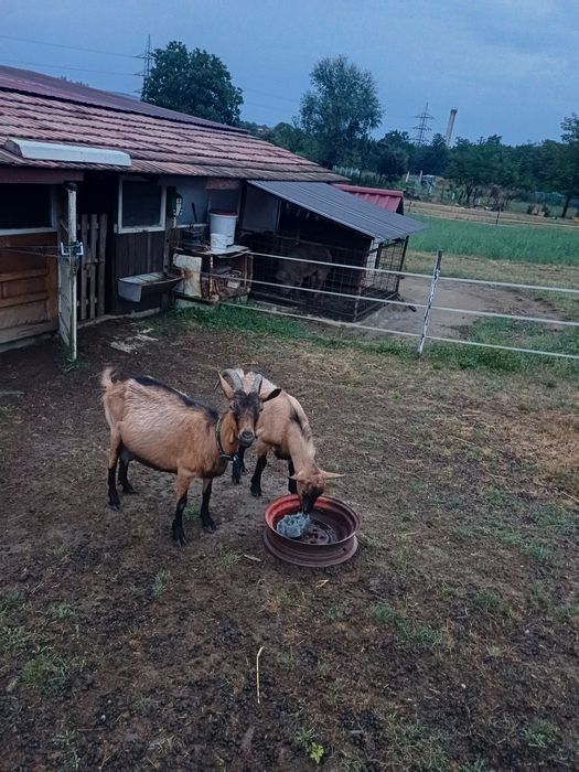 Vand două capre alpin francez