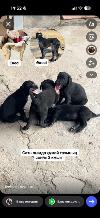 Құмай тазы щенки , чистокровные, мощьная линия, последние два щенка
