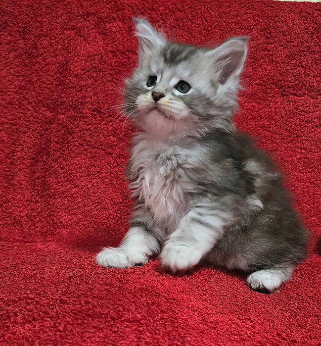 Котенца мейн кун